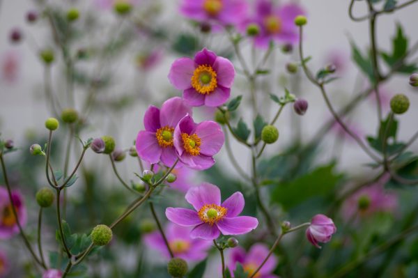 Anémone du Japon Rose - Anemone hupehensis floraison Rose – Image 2