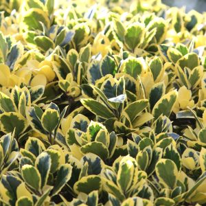 Fusain du Japon 'Aureomarginatus - Euonymus