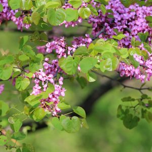 Gainier de Chine 'Avondale' - Cercis