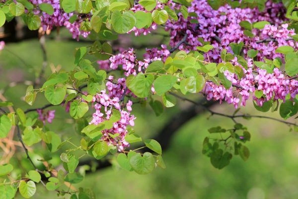 Gainier de Chine 'Avondale' - Cercis