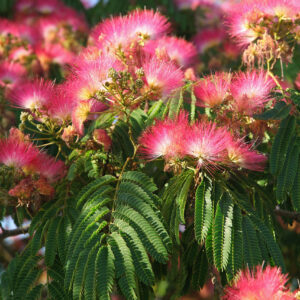 Arbre à soie - Albizia