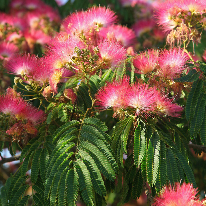 Arbre à soie - Albizia