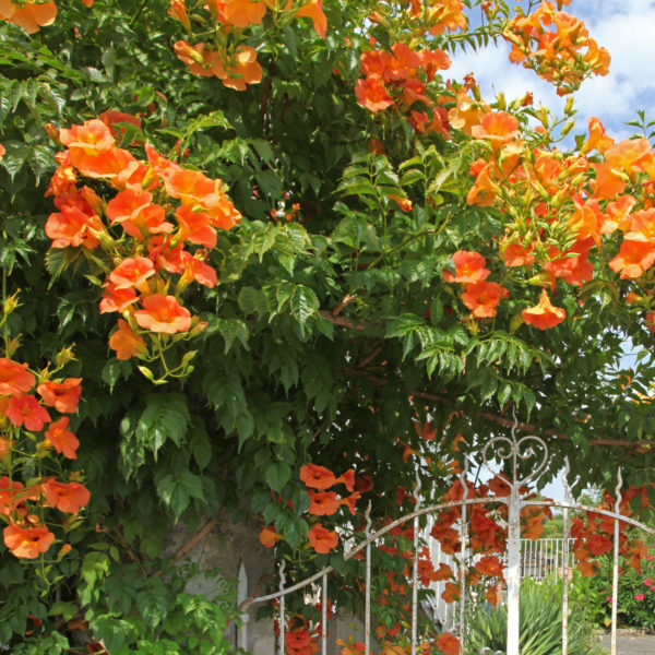 Bignone 'Mme Galen' - Campsis