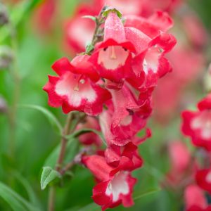 Penstemon 'Picotee Red' 