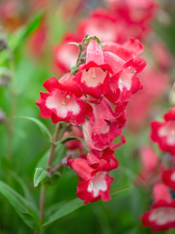 Penstemon 'Picotee Red' 