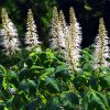 Pavier blanc - Aesculus parviflora- Bio Le Bourgeon