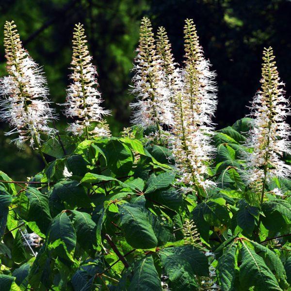 Pavier blanc - Aesculus parviflora- Bio Le Bourgeon