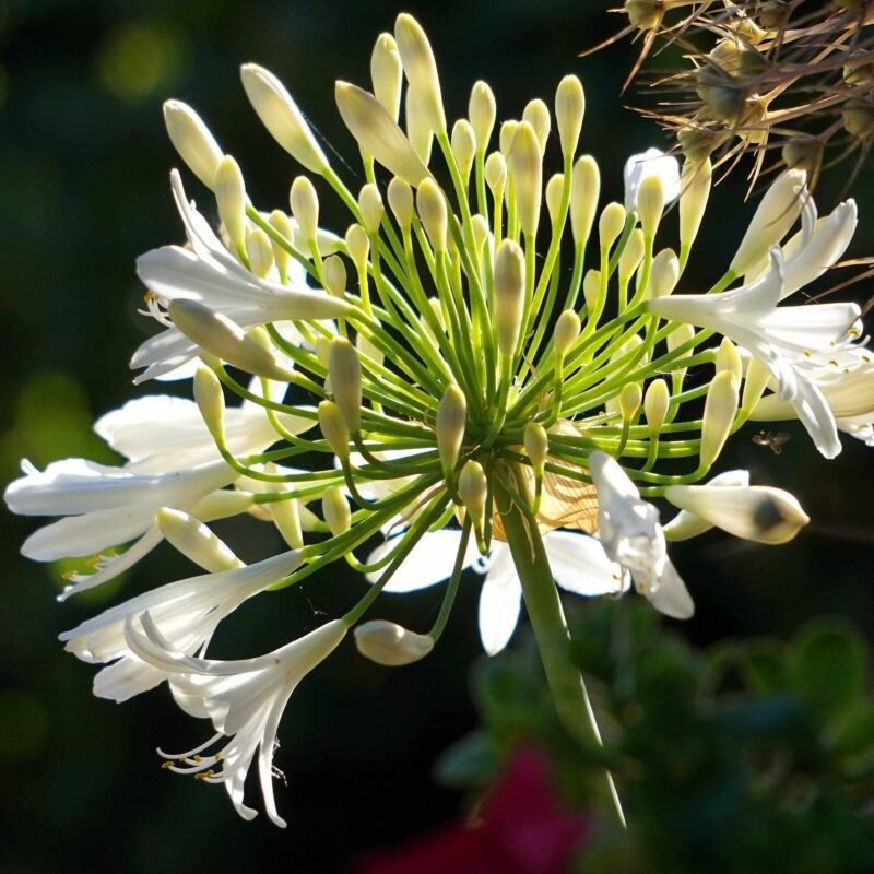 Agapanthe blanc - Agapanthus