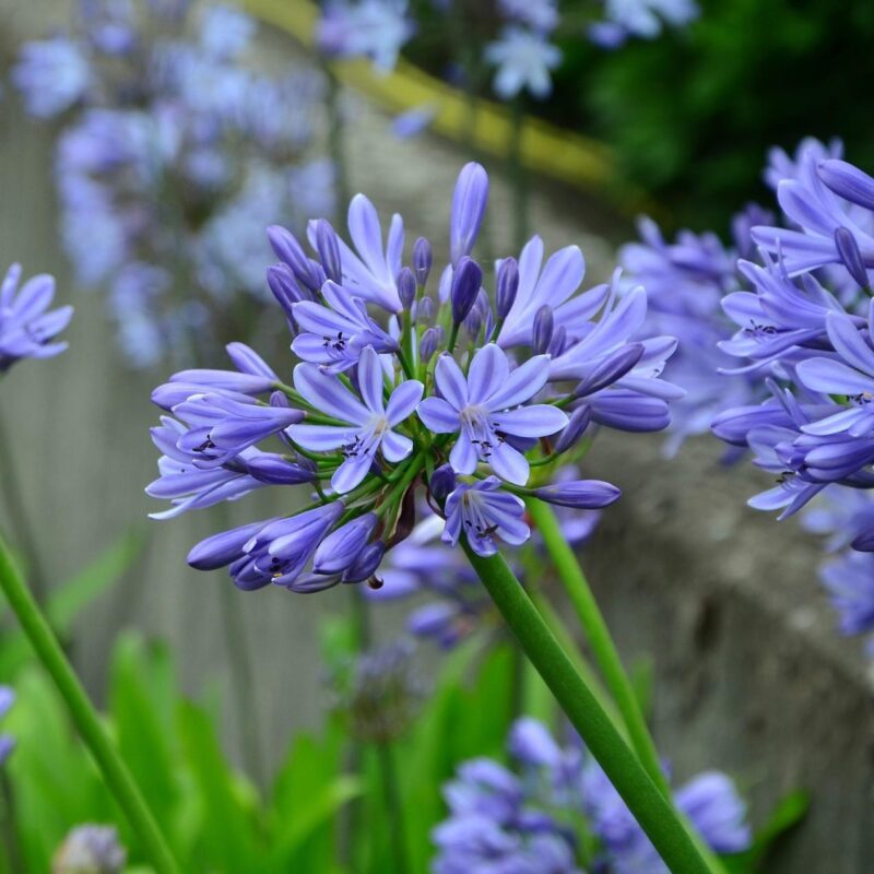 Agapanthe bleu - Agapanthus
