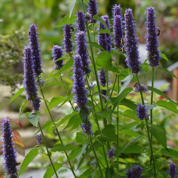 Hysope anisée 'Black Adder' - Agastache