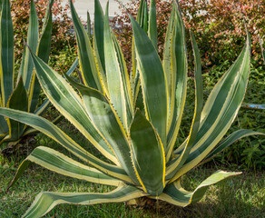 Agave americaine panaché – Image 2