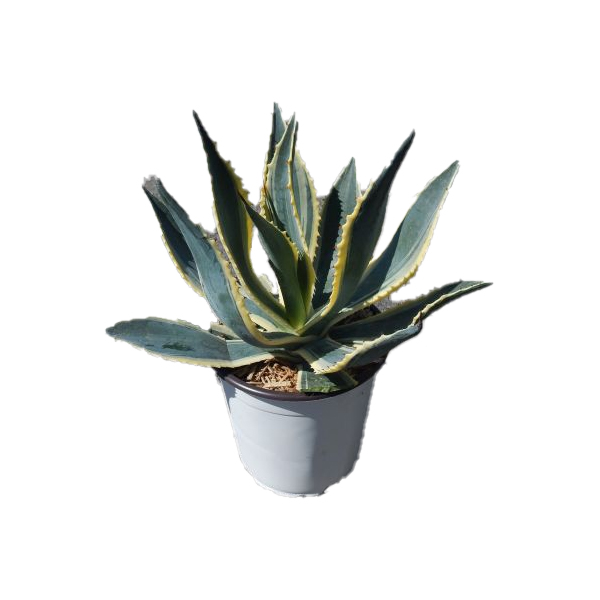 Agave americaine panaché