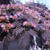 Arbre à soie 'Summer Chocolate' - Albizia- Bio Le Bourgeon