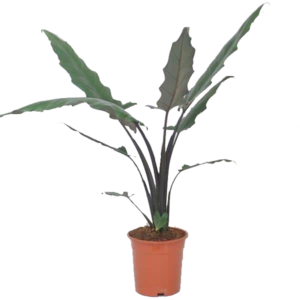 Oreille d'éléphant Lauterbachiana (Alocasia)