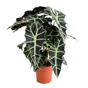 Alocasia Polly