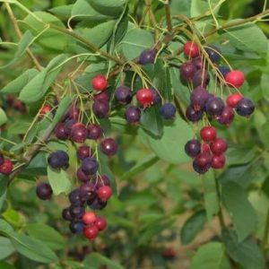 Amélanchier 'Ballerina' - Amelanchier- Bio Le Bourgeon