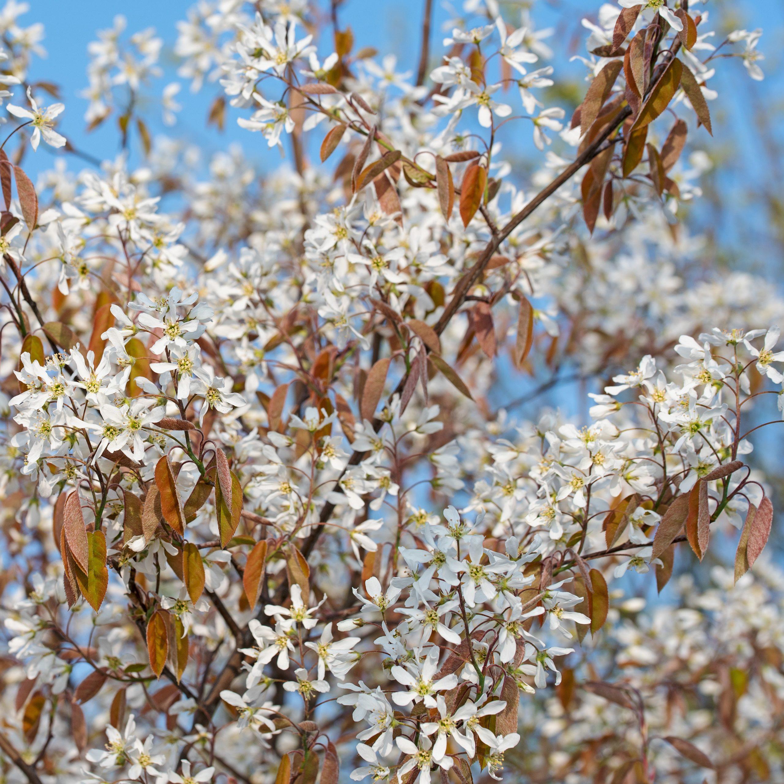 Amélanchier de Lamarck - Amelanchier- Bio Le Bourgeon