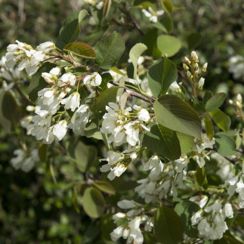 Amélanchier commun 'Helvetia' - Amelanchier- Bio Le Bourgeon