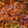 Amélanchier de Lamarck - Amelanchier- Bio Le Bourgeon – Image 2