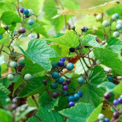 Vigne vierge à fruits bleus - Ampelopsis
