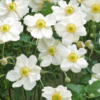 Anemone du Japon 'Honorine Jobert' – Image 2