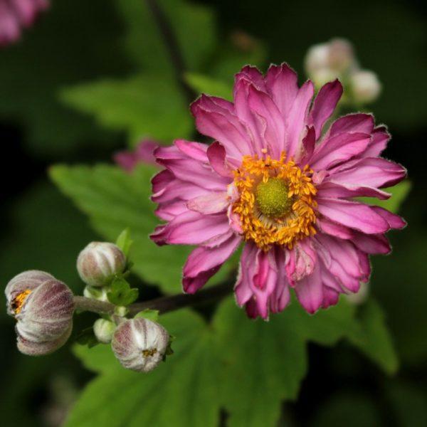 Anémone du Japon 'Pamina' - Anemone
