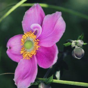 Anémone du Japon Rose - Anemone hupehensis floraison Rose