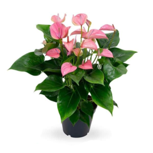 Anthurium rose