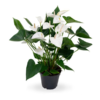 Anthurium blanc