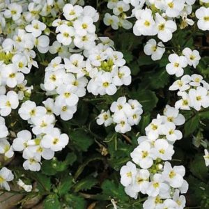 Arabette du Caucase blanche - Arabis BIO
