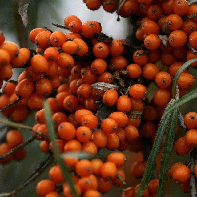 Argousier autofertile 'Friesdorfer Orange' - Hippophae