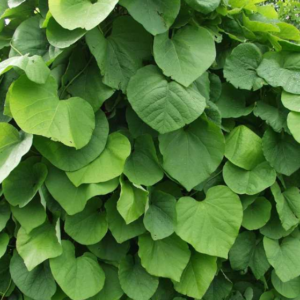 Aristoloche - Aristolochia