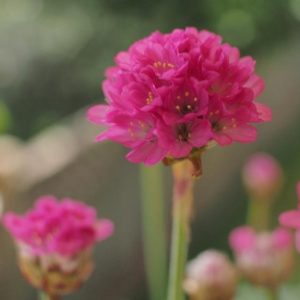 Gazon d'Espagne 'Düsseldorfer Stolz' - Armeria