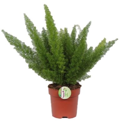 Asparagus Meyeri