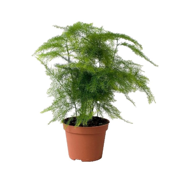 Asparagus setaceus plumosus