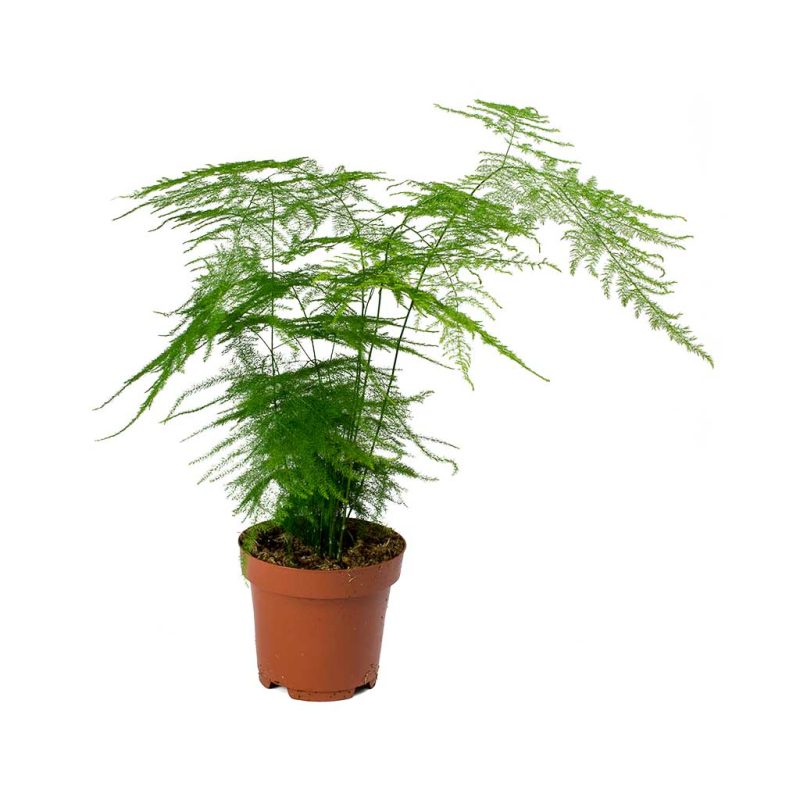 Mini Asparagus setaceus