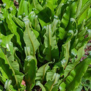 Scolopendre - Asplenium