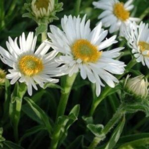 Aster des alpes blanc - Aster