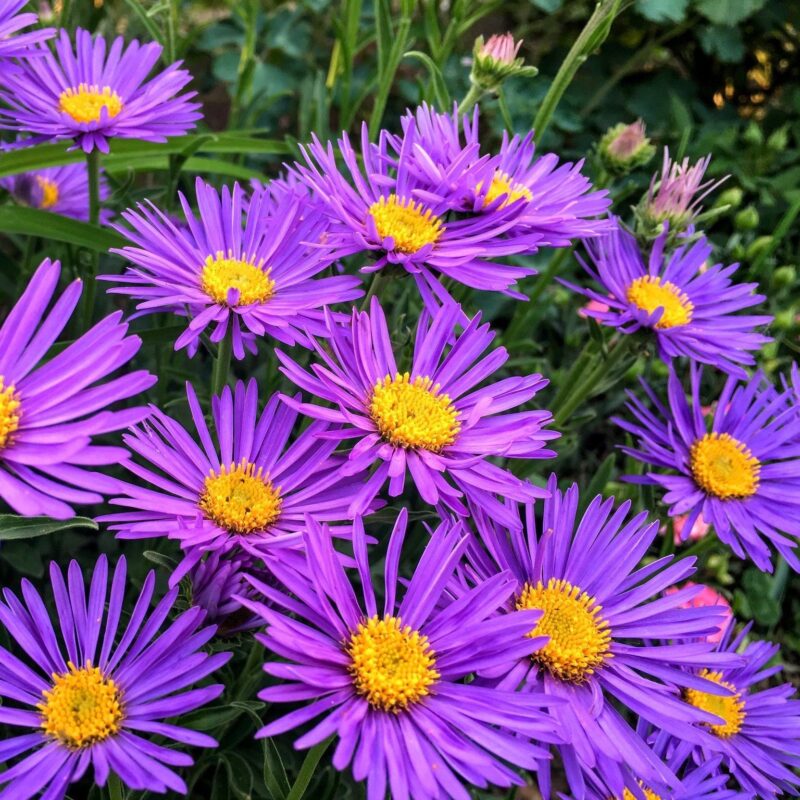 Aster des Alpes - Aster