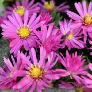 Aster nain Rose - Aster