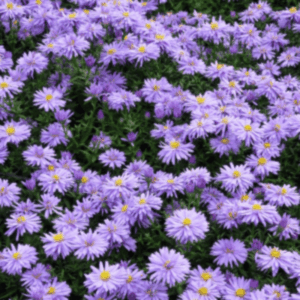 Aster nain violet - Aster BIO