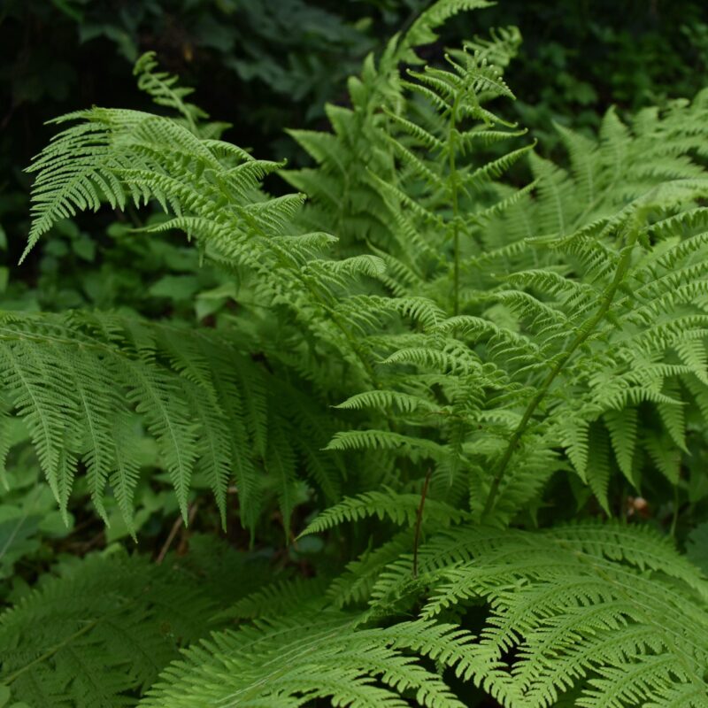 Fougère femelle - Athyrium