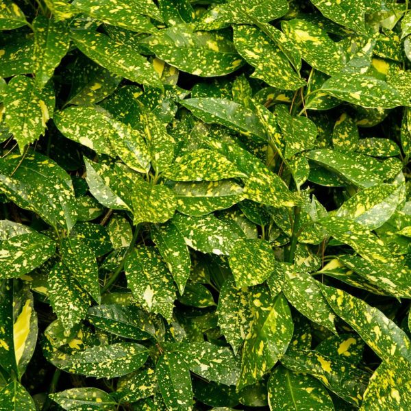 Aucuba du Japon 'Crotonifolia'