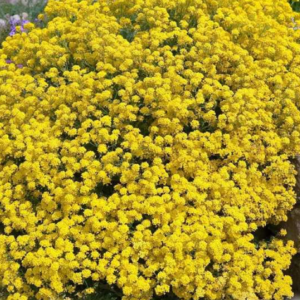 Corbeille d'or - Aurinia