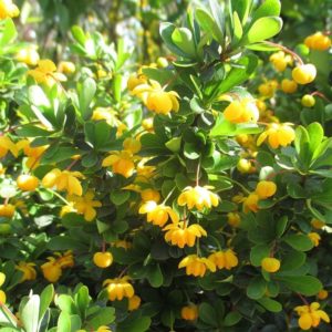 Epine-vinette à feuilles de buis 'Nana' - Berberis
