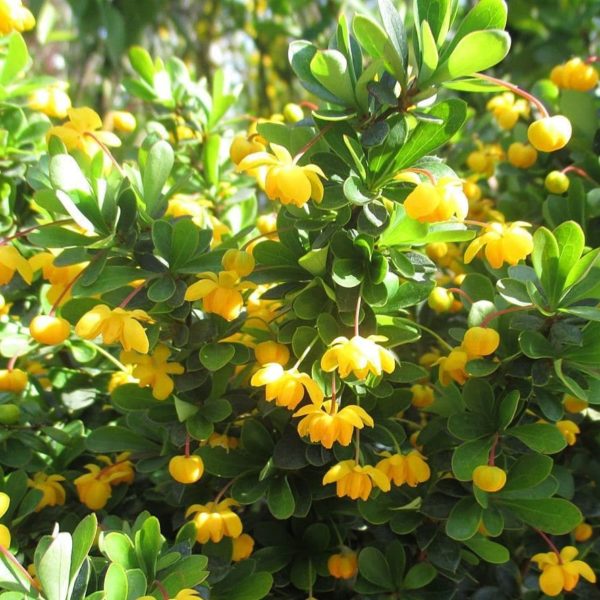 Epine-vinette à feuilles de buis 'Nana' - Berberis