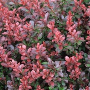 Epine-vinette 'Atropurpurea Nana' - Berberis