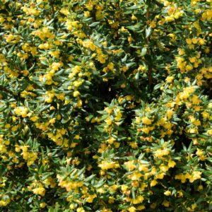 Epine-vinette verruqueuse - Berberis