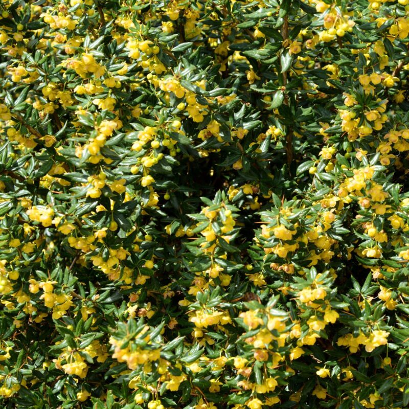 Epine-vinette verruqueuse - Berberis