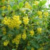 Épine-vinette - Berberis- Bio Le Bourgeon
